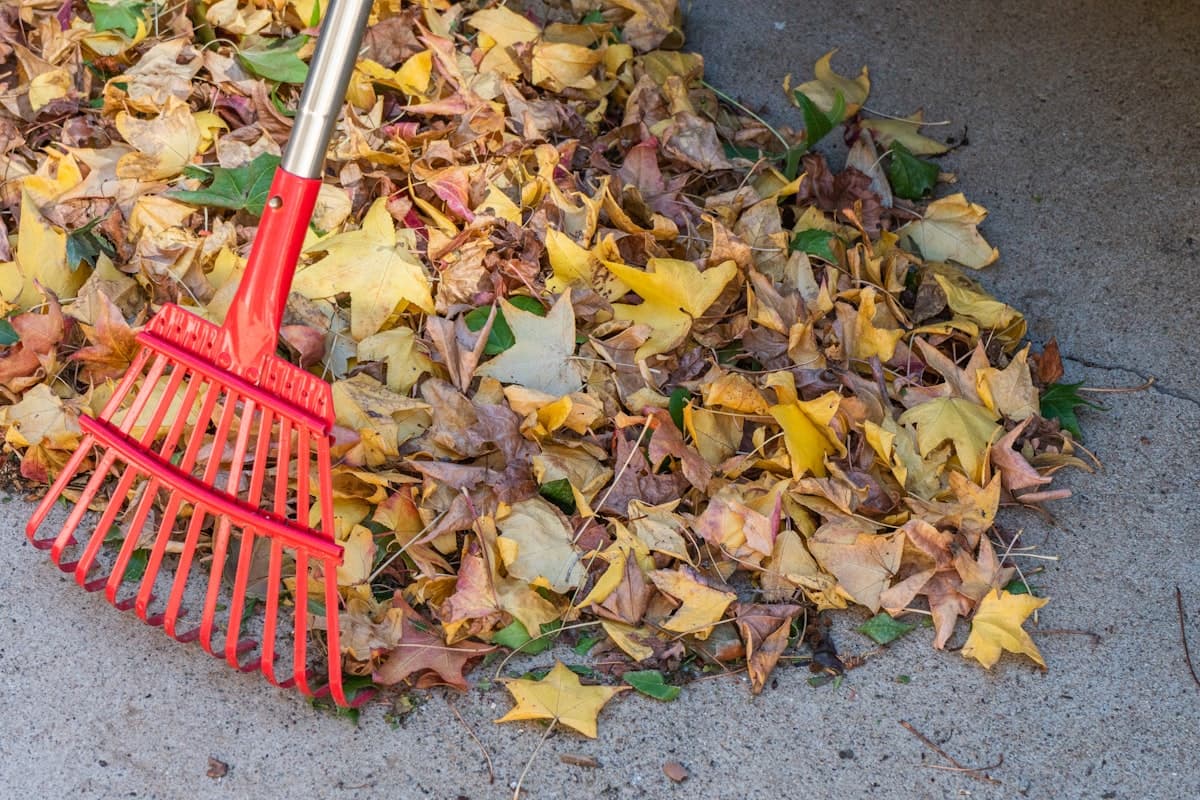 Complete Yard Cleanups